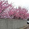 平菁街櫻花巷27.jpg