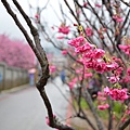 平菁街櫻花巷36.jpg