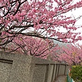 平菁街櫻花巷38.jpg