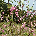 杏花林01.jpg