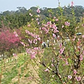 杏花林03.jpg