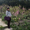 杏花林21.jpg