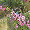 杏花林25.jpg