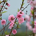 杏花林32.jpg