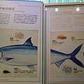 虱目魚主題館38.jpg