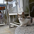 猴洞貓村14.jpg