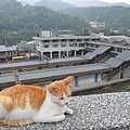 猴洞貓村44.jpg