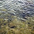 富山護魚區22.jpg