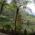 溪頭(上)08.jpg