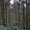 溪頭(上)48.jpg