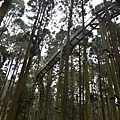 溪頭(下)04.jpg