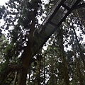 溪頭(下)06.jpg