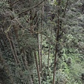 溪頭(下)21.jpg