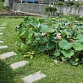 雙心池塘06.jpg