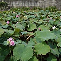 雙心池塘08.jpg