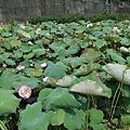 雙心池塘12.jpg