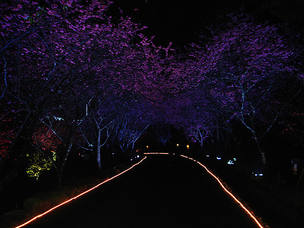 夜櫻步道.jpg