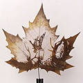 mapleleaf_01