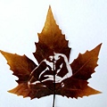 mapleleaf_12