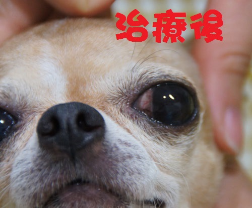 狗狗貓咪角膜潰瘍corneal Ulceration 英國皇家動物醫院 痞客邦