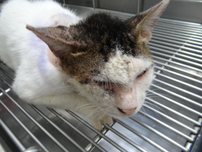 貓疥癬蟲感染症 英國皇家動物醫院 痞客邦