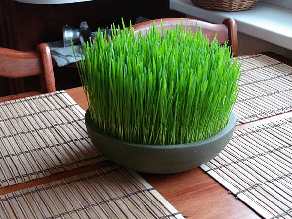 wheatgrass