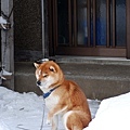 97.-2.-9 雪地之犬! @ 白川