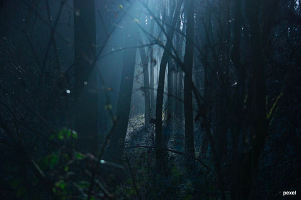 woods.png woods.png