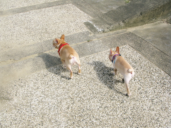 08年10月迎風 (10).JPG