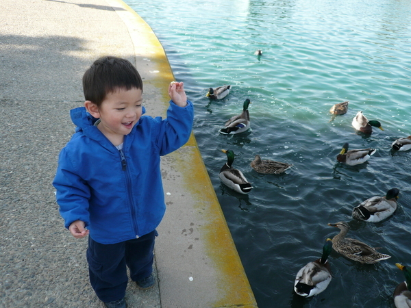 feeding ducks &amp; goose