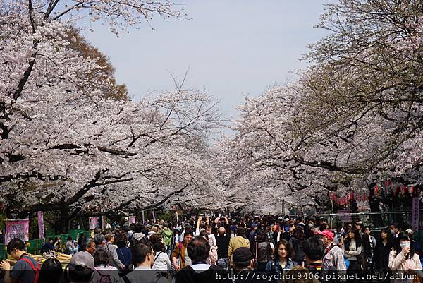 上野公園花見 Dsc Jpg Roy阿威的相簿 痞客邦 上野公園花見 Dsc Jpg Roy阿威的相簿 痞客邦