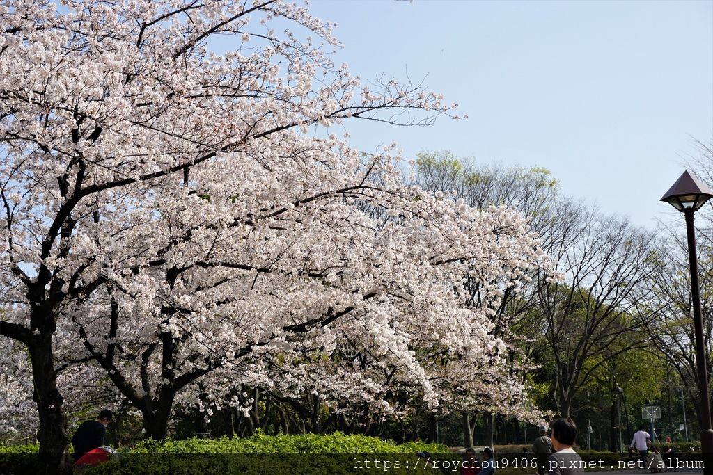 19日本花見 東京 住吉 猿江恩賜公園 東京私房櫻花勝地 Roy 人間迷走 痞客邦