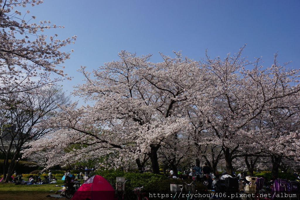19日本花見 東京 住吉 猿江恩賜公園 東京私房櫻花勝地 Roy 人間迷走 痞客邦