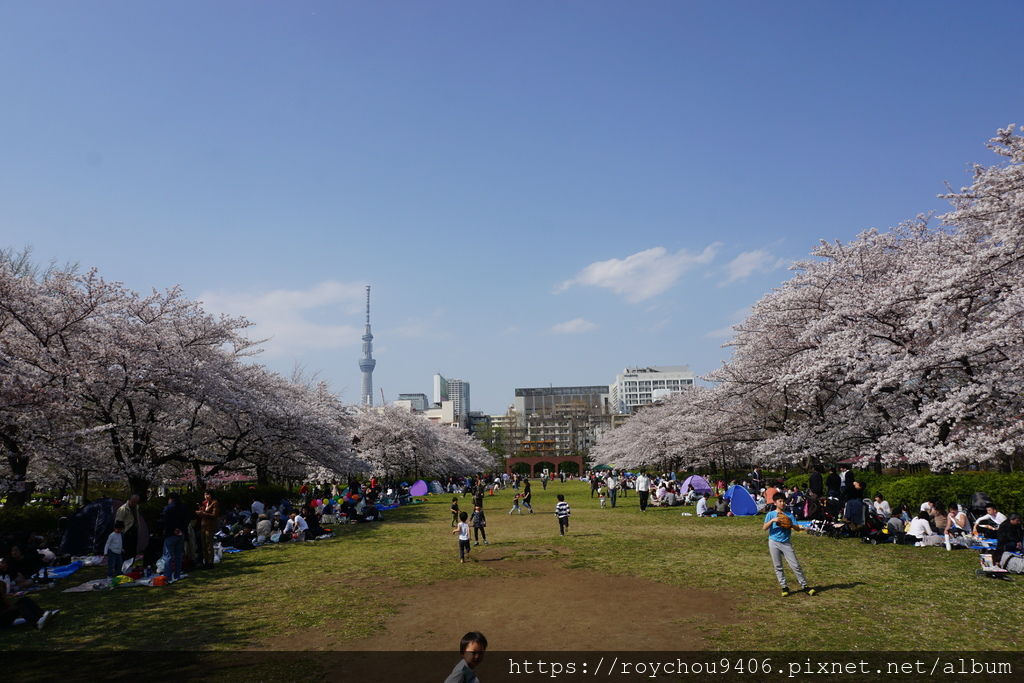 19日本花見 東京 住吉 猿江恩賜公園 東京私房櫻花勝地 Roy 人間迷走 痞客邦