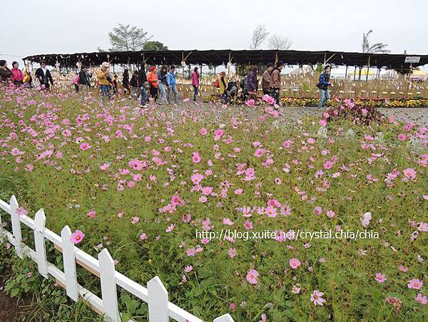 2013新社花海 (7)