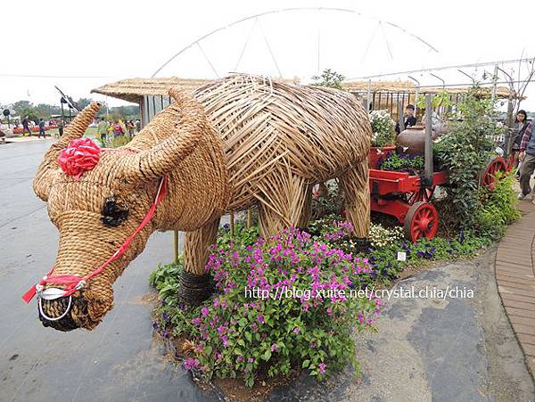 2013新社花海 (9)