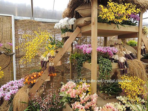 2013新社花海 (10)