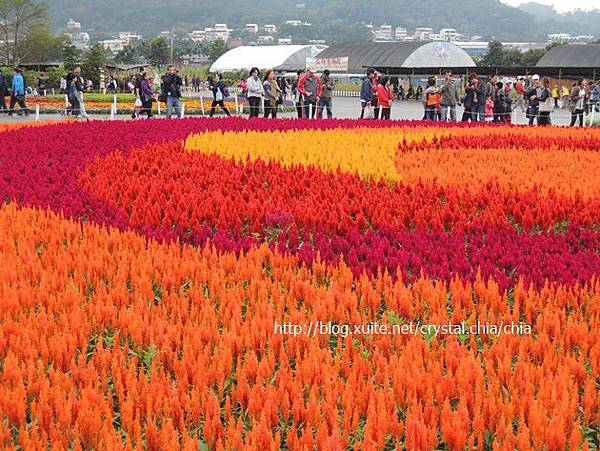 2013新社花海 (21)
