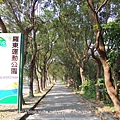 羅東運動公園落羽松 (2)