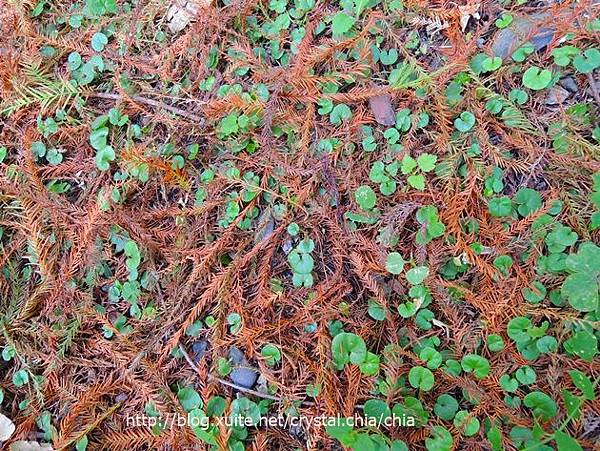羅東運動公園落羽松 (18)