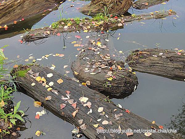 冬至‧羅東林場 (14)