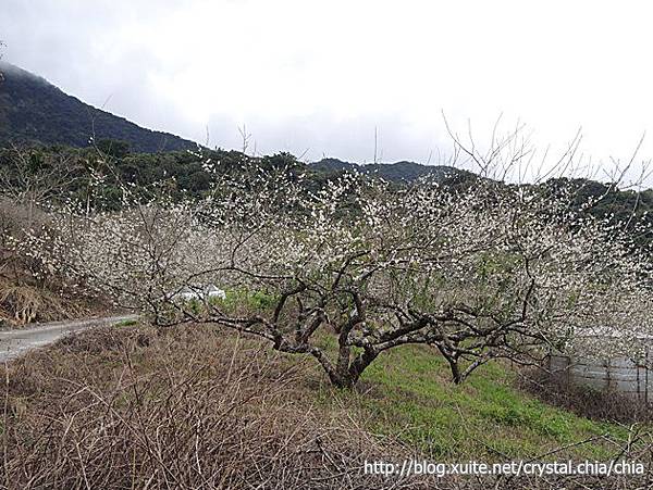 鸞山拉來梅園 (19).JPG