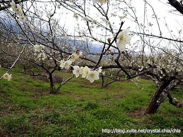 鸞山拉來梅園 (25).JPG