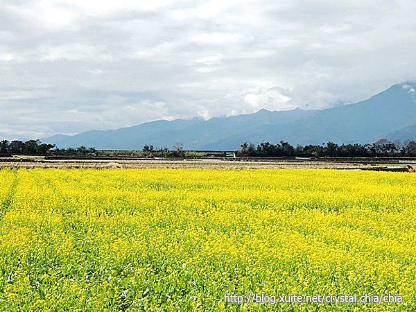 池上油菜花 (4)