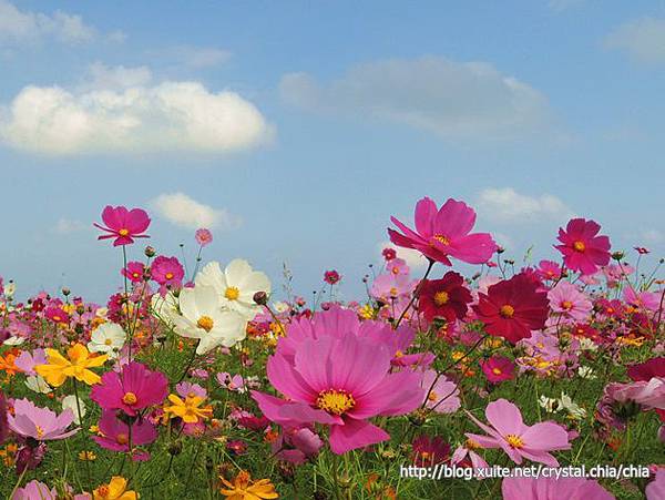 知卡宣大道花海 (1)