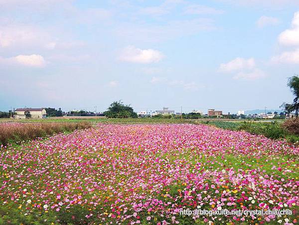 知卡宣大道花海 (46)