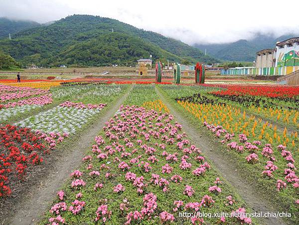 關山花海2014 (3)