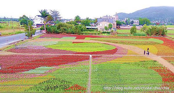 關山花海2014 (4)