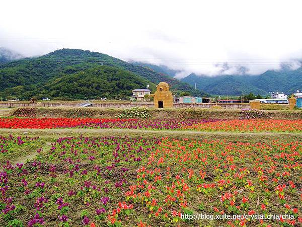 關山花海2014 (23)