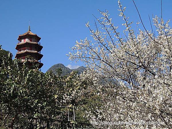 祥德寺梅楓 (11)